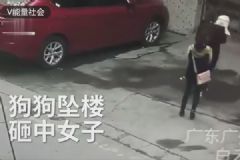 高空墜狗路過女子被砸傷，結果狗卻活著，如何防止高空拋物？[多圖]