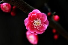 梅花泡水喝有何禁忌？梅花泡水喝有何好處？[圖]