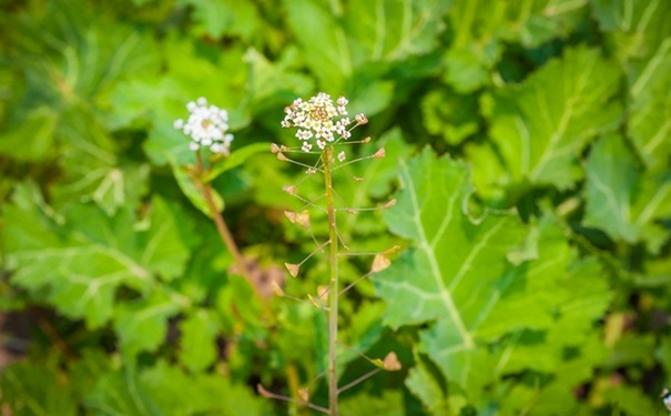 薺菜花有什么功效？吃薺菜花要注意什么？(1)