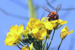 花粉過敏是怎么回事？花粉過敏是什么原因？[圖]