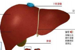 肝功能異常怎么調理？肝功能異常能治好嗎？[圖]
