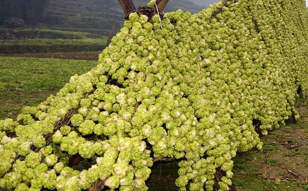 經常吃榨菜好嗎？經常吃榨菜有什么壞處？(1)