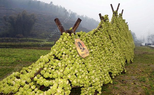 榨菜怎么炒好吃？榨菜怎么拌好吃？(1)