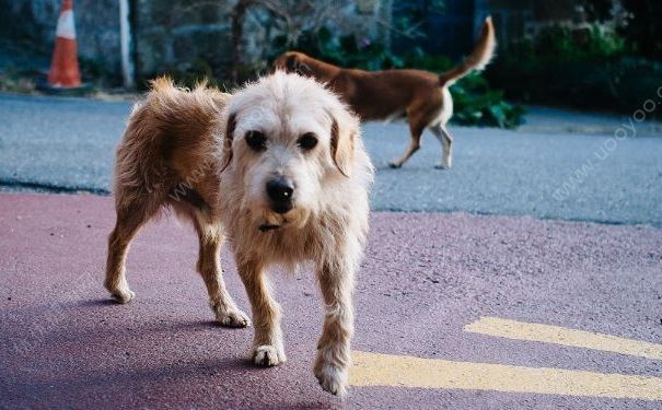 被狗咬傷后打四針疫苗依然狂犬病發(fā)作身亡，被狗咬了怎么辦？(3)