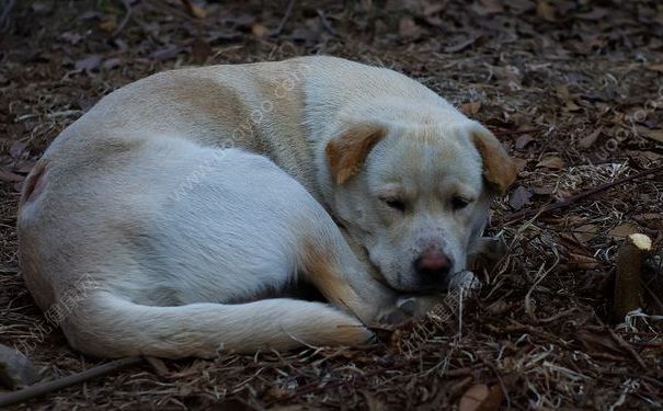 被狗咬傷后打四針疫苗依然狂犬病發作身亡，被狗咬了怎么辦？(4)