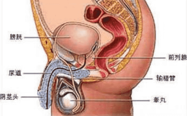男性的生殖器官是怎樣的？男性生殖器官功能是怎樣的？(1)