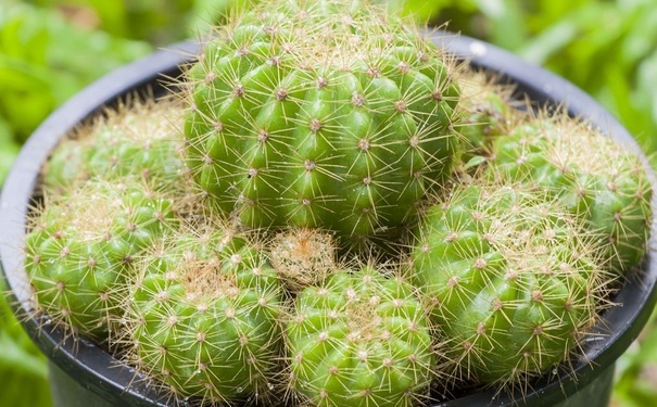 什么植物防輻射最好？防輻射植物有哪些呢？(1)