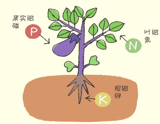 蔬菜怎么施肥？