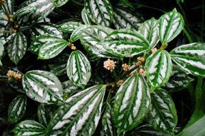 冷水花可以水培嗎 使用水培法養殖的冷水花色澤鮮艷