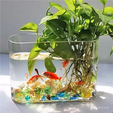 魚缸水水培綠蘿