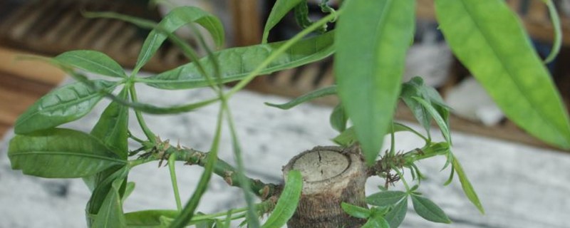 怎么讓發財樹重新發芽，發芽后怎么培育