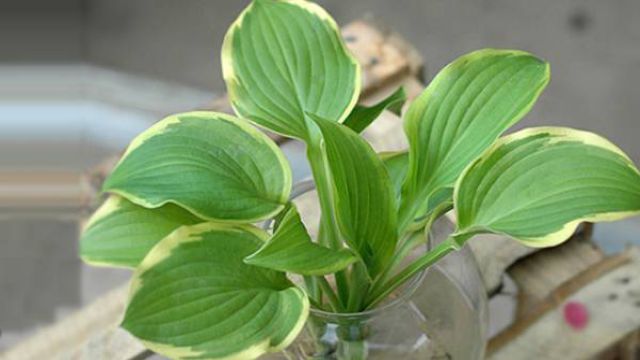 玉簪花能水養嗎