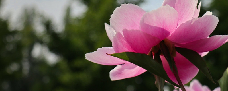 芍藥有毒嗎，芍藥可以在室內養嗎