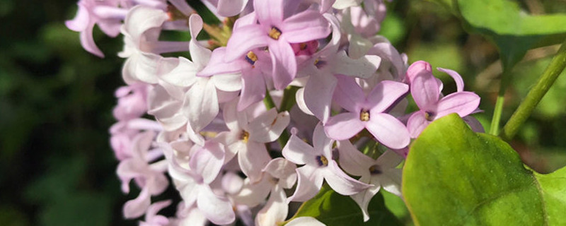 丁香花能泡茶喝嗎，丁香花泡茶喝的好處