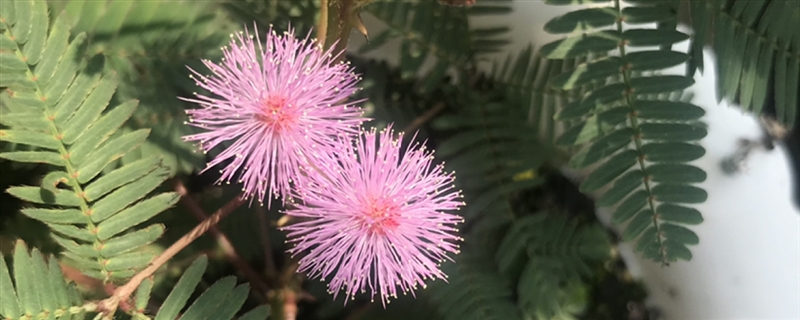 含羞草會開花嗎，什么時候開花