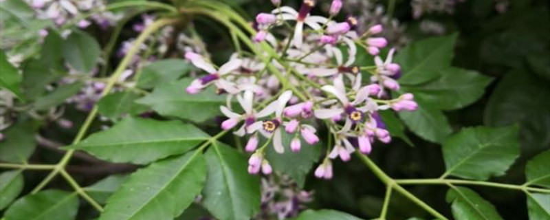 丁香花的介紹，丁香花的品種