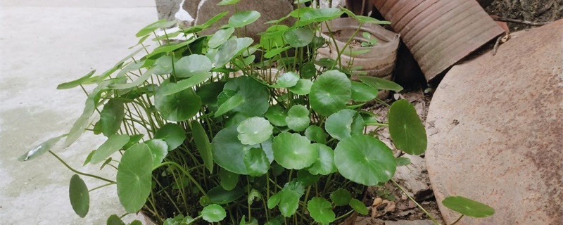 冬天銅錢草怎么養比較茂盛