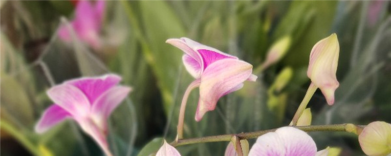 蘭花怎么養，蘭花圖片