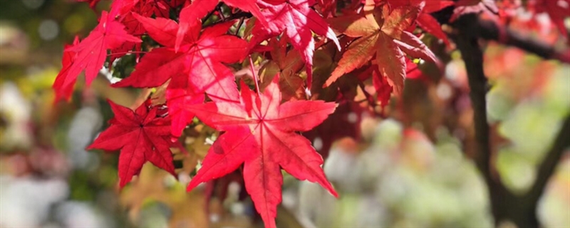 青島八大關楓葉紅的時間，八大關楓葉什么時候落