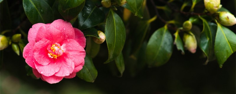 山茶花在什么季節開花，山茶花花開敗后要摘下嗎