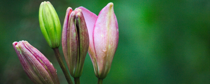 百合開(kāi)花之后怎么處理，百合一年開(kāi)花幾次