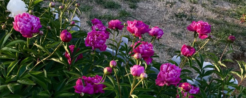 芍藥花怎么養，芍藥花圖片