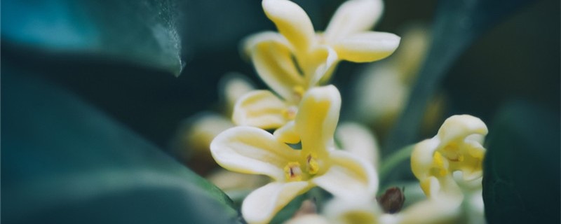 桂花的品種分類，桂花的品種分類及區別