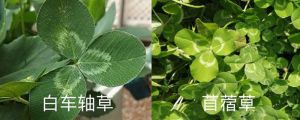 白車軸草和苜蓿草的區(qū)別，白車軸草是不是四葉草