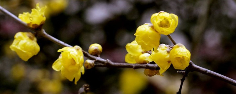 臘梅的花語(yǔ)和象征