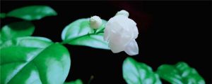 茉莉花花期如何管理，茉莉花什么時(shí)候開(kāi)花