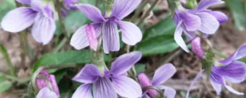 紫花地丁和苦地丁區(qū)別