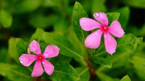 長春花適合室內養嗎