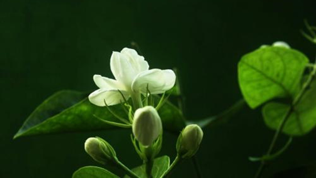 家里養茉莉有什么不吉利