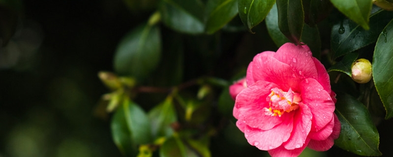 陽臺如何養山茶花，需要注意什么