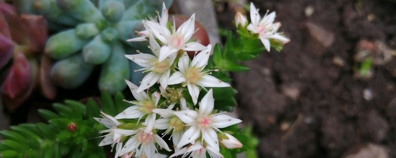 白花小松怎么養