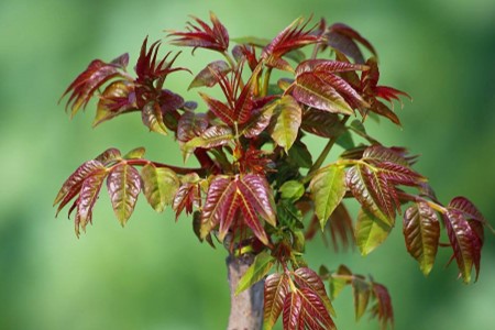 香椿芽