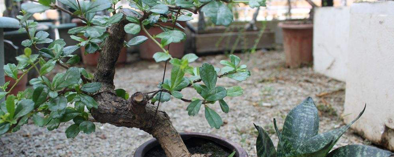 福建茶盆景多少時(shí)間澆次水