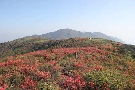 漂亮的杜鵑花