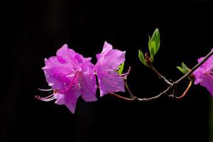 杜鵑花放在臥室好嗎