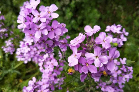 藍(lán)香芥