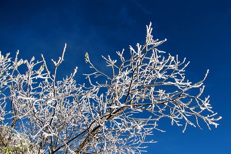 雪絨花