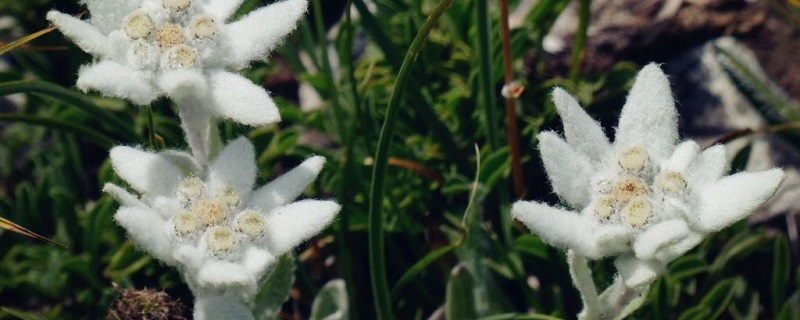 雪絨花怎么養