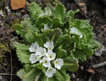 胡黃連開花