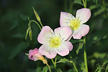 櫻草花