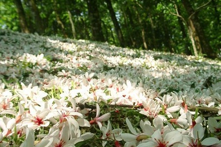 櫻草花