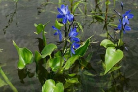 雨久花