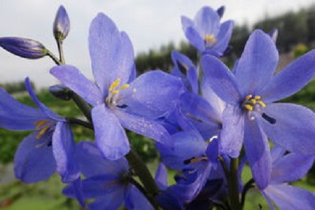 雨久花