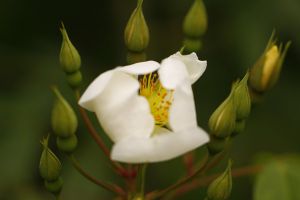 野薔薇的功效與作用