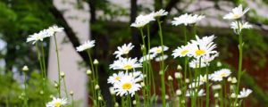 水養雛菊幾天換一次水