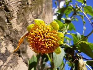 可愛(ài)的腫柄菊